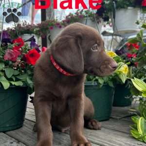 Blake, Chocolate Labrador Retriever Puppy